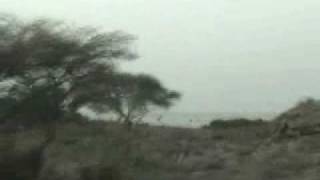 Sur la route de Petit Ambado ( Djibouti )