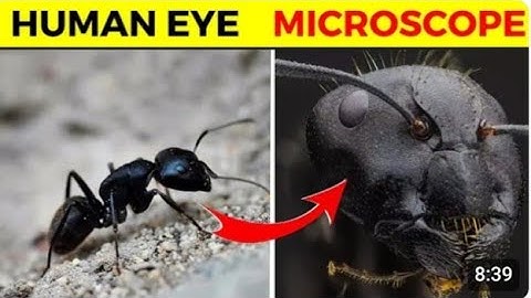 15 Things You Can See Only Under Microscope | Knowledge YT 