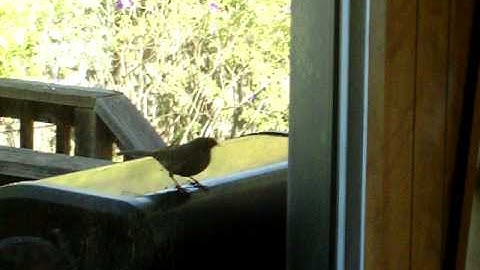 A Stupid Bird attacking itself!