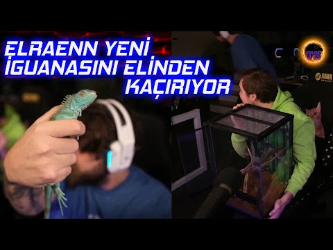 Video: Tegu Neden En İyi Evcil Hayvan Kertenkeledir?