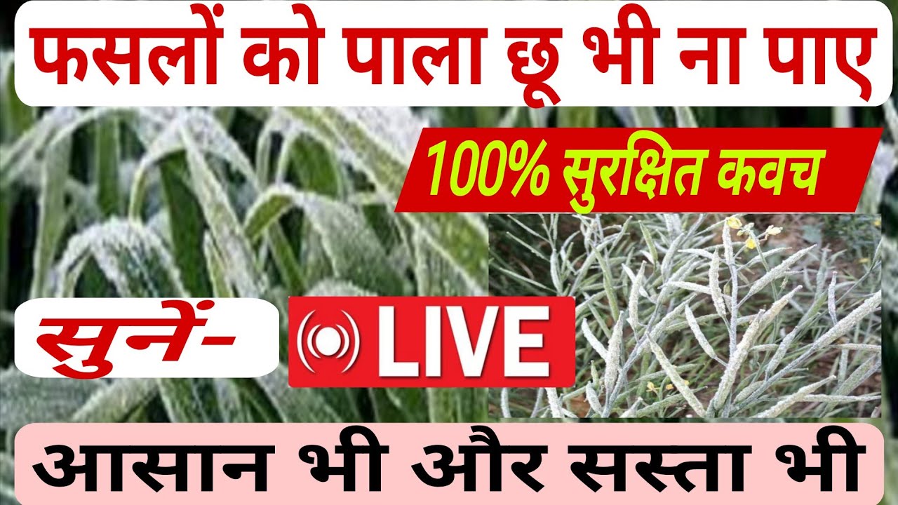 फसलों को ठंड से बचानें का सबसे अचूक उपाय,आसान और सस्ता Live!