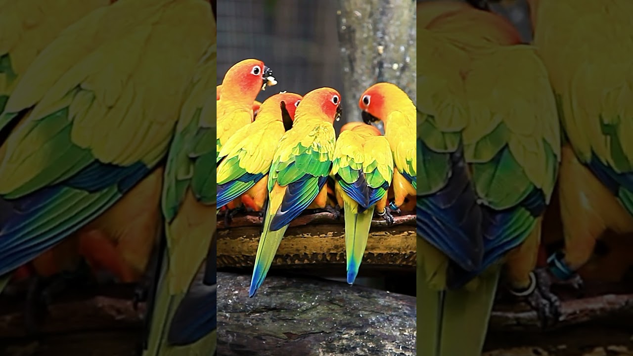 Canary Seed Benefits for Bird Breeding 🐥 | Boost Fertility & Chick Health Naturally