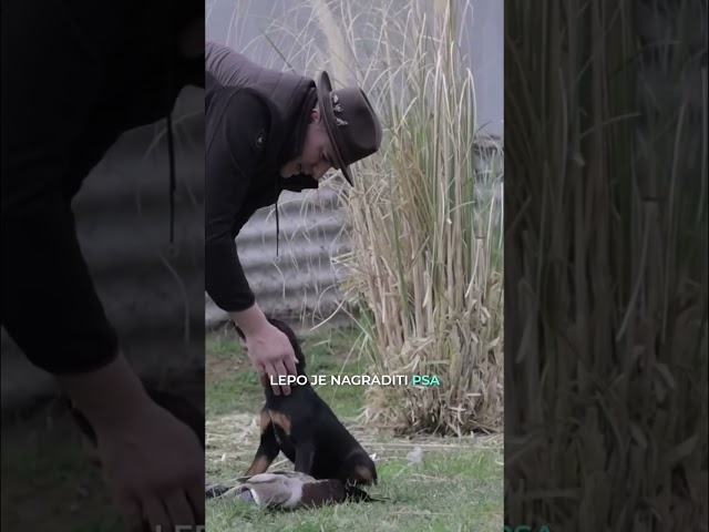 Nagradite Psa: Ključ za Bolju Poslušnost i Odnos #shorts