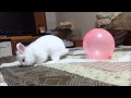 ウサギ喜びのひねりジャンプ