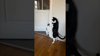 Cat Slapping Another While Standing on Hind Legs