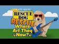 Rescue Dog Rescue: Where Arf They Now?