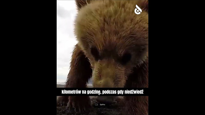 Jedyny sposób na przeżycie ataku niedźwiedzia!