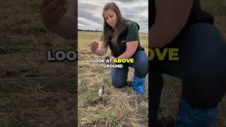 Is it Root Rot? Field Diagnosis & Plant Health Secrets #shorts