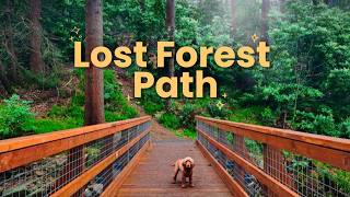 Stroll Through a Secret Irish Forest🌲🍄 | Hidden Waterfalls and Bridges Found | Ravensdale, Ireland