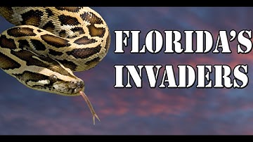 How the Burmese Python Became A Florida Invader