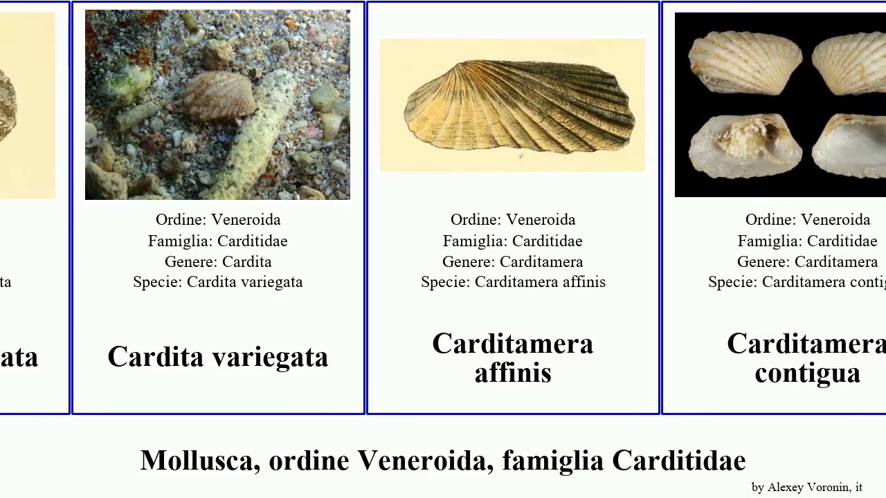 Mollusca, ordine Veneroida, famiglia Carditidae affinis variegata Cardita Cardiocardita obesa