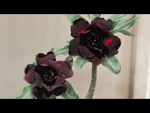 Vídeo: Bagas Parecidas Com Amora-preta: Flor Negra Venenosa E Amoras Compridas, Outras Plantas Como Amoras-pretas
