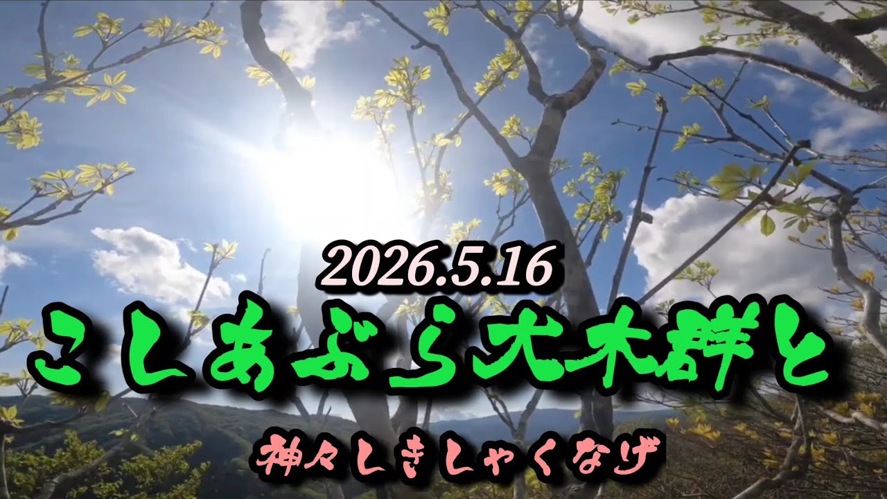 2026名残惜しい今季最後の山菜採り【コシアブラ】 - YouTube