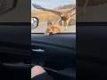 Rescuing a Mother Cat and Kitten Just in Time😳😳😳 #catsoftiktok #cute #viral #fyp #cat