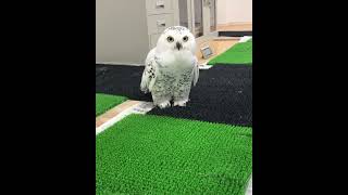 OWL BIRDS Funny Owls And Cute Owls Videos Compilation (2021) #022  CLONDHO TV