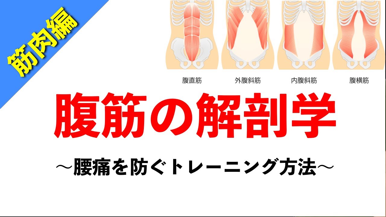 【柔道整復師が教える解剖学】腹筋の解剖学と腰を痛めないトレーニング方法【タロ塾＃36】