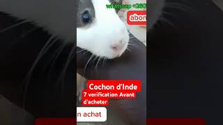 achat ou adoption d'un cochon d'Inde 7 vérification #cobaye #adoption #conseils