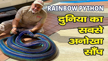 Rainbow Python दुनिया का सबसे अनोखा साँप | Rainbow Python goes viral | #shorts | #short | PPZ 47