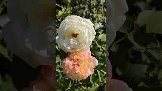 Rundgang Rosengarten Pitten Rosen Blühen Blüte der Königin der Blumen Rundgang Rosengarten Pitten Rosen Blühen Blüte der Königin der Blumen