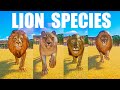 Lion species speed races in planet zoo includes steppe lion  barbary lion northern lion