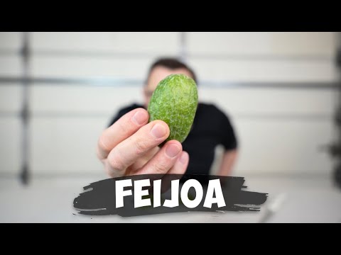 Video: Apa Kegunaan Feijoa