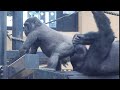 遊んでくれない兄の顔面にお尻を押し付けるキンタロウ(笑)⭐️ゴリラGorilla【京都市動物園】Kintaro pushes his butt into his old brother&#39;s face