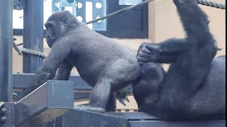 遊んでくれない兄の顔面にお尻を押し付けるキンタロウ(笑)⭐️ゴリラGorilla【京都市動物園】Kintaro pushes his butt into his old brother's face