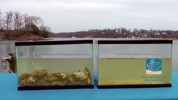 Oysters Clean the Bay! (Filtration Time-Lapse)