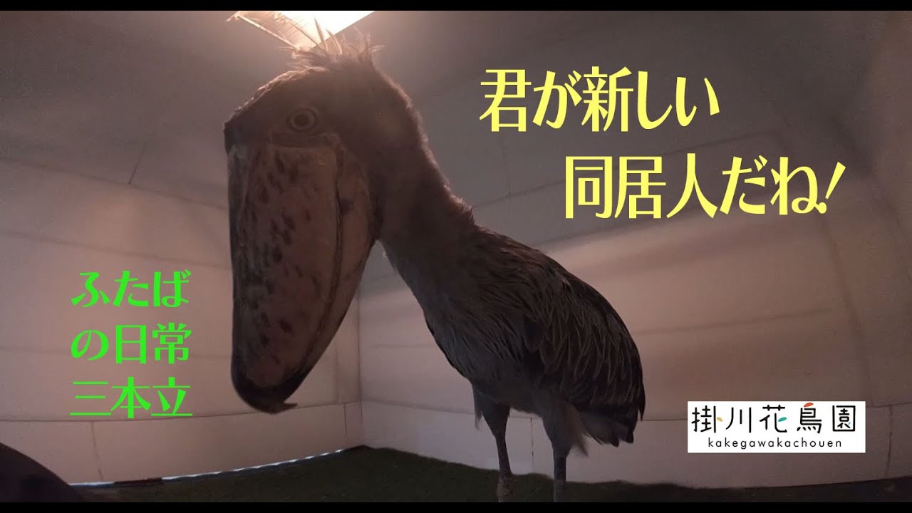 ハシビロコウ「ふたば」の日常三本立て！【掛川花鳥園公式】