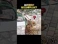 猛獣さえも恐れる存在が…！