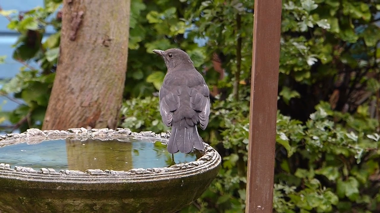 Beautiful blackbird in the garden