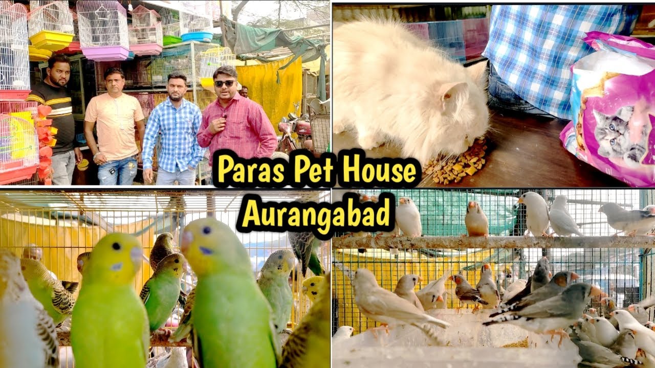 Paras Pet House Aurangabad Ecotic Birds, Persian Cats Aurangabad