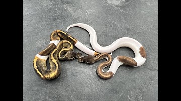 Dark Morph Pied Combos!  Combining GHI, Mahogany, Black Pastel and Bongo into Pied Ball Pythons!