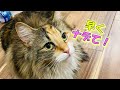 【早く撫でてよ!】どこまでもストーカーしてくる猫が可愛すぎてむしろご褒美な件