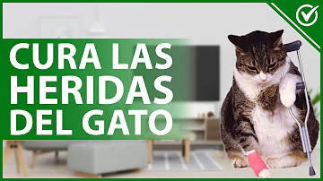 ¿Es buena el agua salada para las heridas de los gatos?