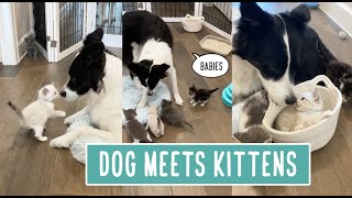 Dog Meets New Kittens