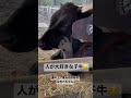 人間を信頼してくれてありがとう子牛🐄