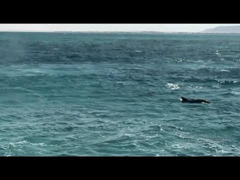 Расслабляющая музыка под необыкновенно красивое море с плывущими дельфинами. Релакс.