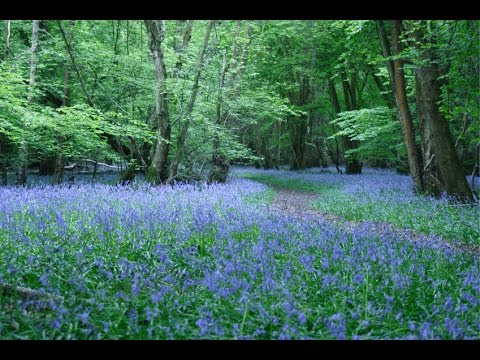ももいろクローバーZ「すみれ色の涙（岩崎宏美）」Tears of Violet