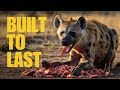 BUILT TO LAST: What Hyenas Teach Us About Endurance | Best Motivational Video