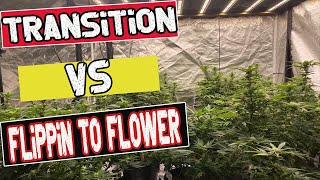 Grow your own cannabis indoors (Week 1 of flower Vs Trans) #Howtogrowyourown #indoorgrow #transition