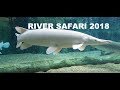 BEST FRESHWATER EXHIBITS! SINGAPORE RIVER SAFARI 2018