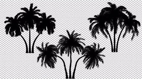 Three Palm Trees Silhouette Stock Motion Graphics
