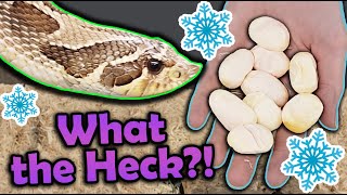 Our Hognose Snake Laid Eggs in WINTER?!