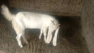Chota gulabi bakra breedar For sell | Qurbani mandi kakhobsorat bakra | Abbasi goats farm