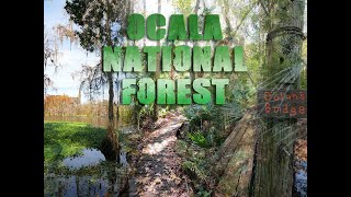 Top Hikes in Ocala National Forest | St. Francis Trail