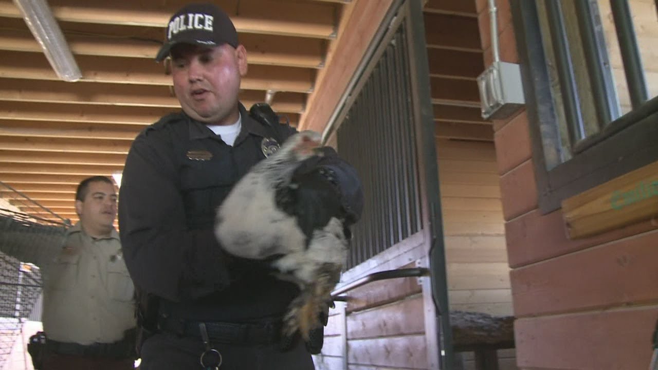 Couple charged with animal cruelty - YouTube