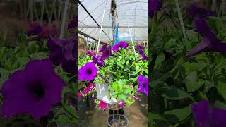 Pokok Bunga Cantik Cantik Siap Dengan Pasu.