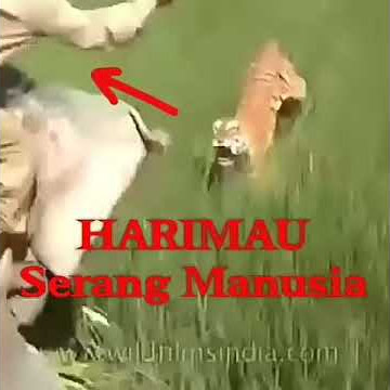Detik2 harimau serang manusia