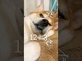 柴犬が数学を駆使して導いた答え#犬#柴犬# #三浦半島遊びに来てね